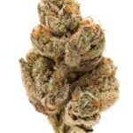 Buy DO SI Dos Strain Online